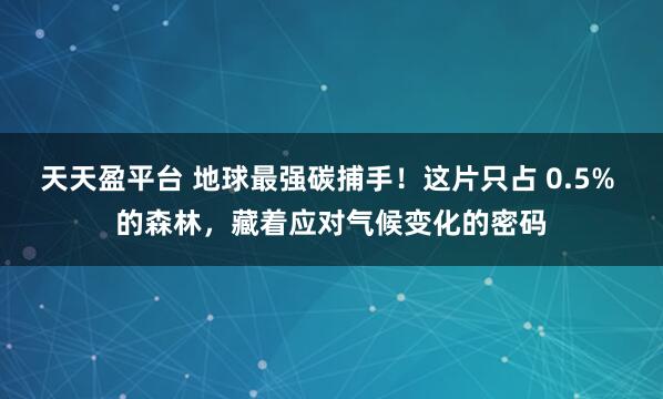 天天盈平台 地球最强碳捕手!这片只占 0.5% 的森林,藏着应对气候变化的密码